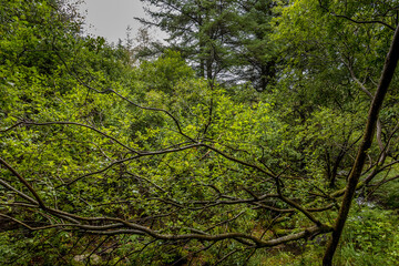 green tree in the forest