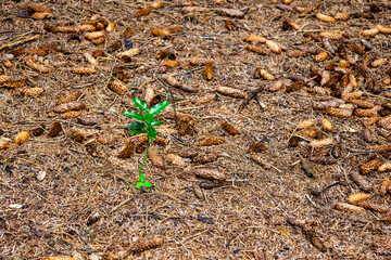 green holly plant that grows in the forest