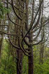 old dead tree in the wood