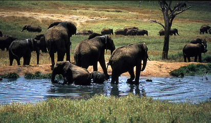 Elephants in the African steppe