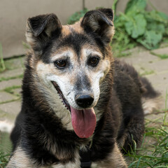 Close-up portrait of a simple, funny but smart mongrel dog
