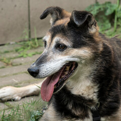 Close-up portrait of a simple, funny but smart mongrel dog