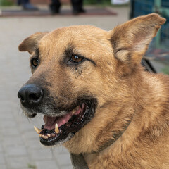 Close-up portrait of a simple, funny but smart mongrel dog