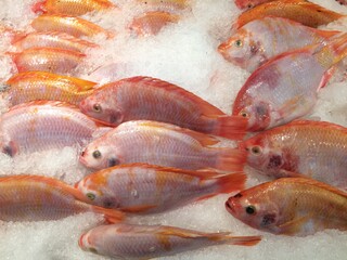 Red Tilapia Fish on ice in market mall.