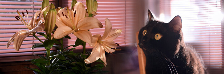 black cat and bouquet of yellow lilies on veranda window