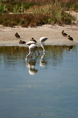 common flamingos and their reflection and ducks on the shore at the racó de l'olla interpretation center in valencia spain vertical