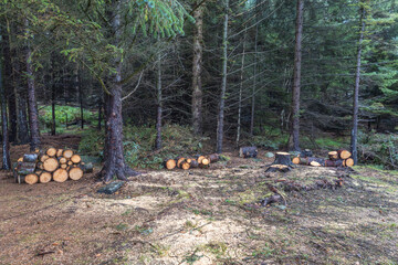 firewood in the forest