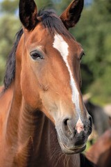 portrait of a horse