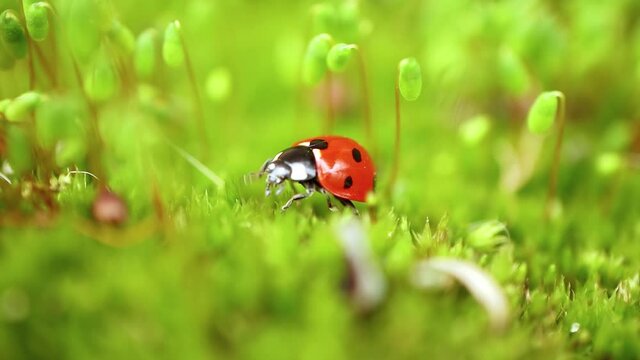 Close-up wildlife of a ladybug in the green grass in the forest