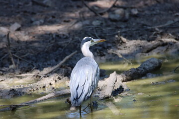 herons