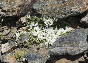 Arenaria tetraquetra Spanish sandwort pad-shaped plant with small beautiful white flowers that appear on the mountain after melting snow