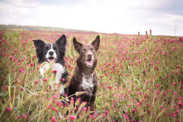 two border collie are sitting in crimson clover. It was so tall so he must jump.