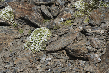 Arenaria tetraquetra Spanish sandwort pad-shaped plant with small beautiful white flowers that appear on the mountain after melting snow