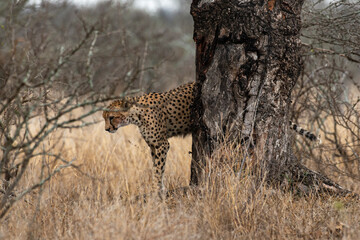Gu&eacute;pard, cheetah, Acinonyx jubatus, Parc national Kruger, Afrique du Sud