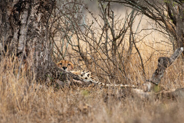 Guépard, cheetah, Acinonyx jubatus, Parc national Kruger, Afrique du Sud