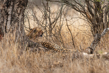 Guépard, cheetah, Acinonyx jubatus, Parc national Kruger, Afrique du Sud