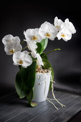 White orchid on a black background