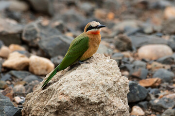 Guêpier à front blanc,.Merops bullockoides, White fronted Bee eater