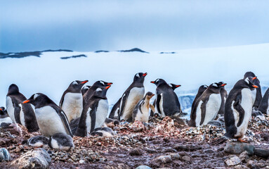 Obraz premium Gentoo Penguin Rookery Glacier Yankee Harbor Antarctica