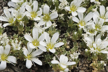 Arenaria tetraquetra Spanish sandwort pad-shaped plant with small beautiful white flowers that appear on the mountain after melting snow