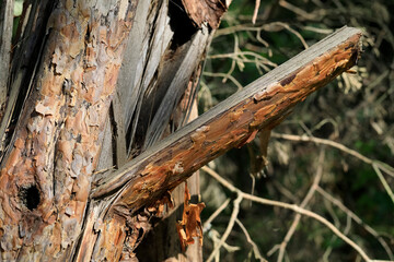 The pine trunk broke