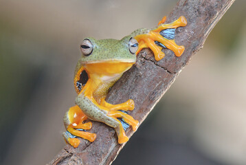 Tree Frog cute face and pose