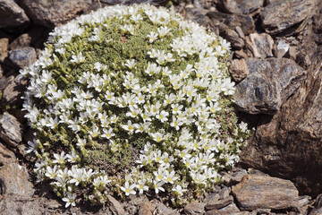 Arenaria tetraquetra Spanish sandwort pad-shaped plant with small beautiful white flowers that appear on the mountain after melting snow