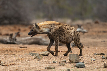 Hyène tachetée, Crocuta crocuta, Afrique du Sud