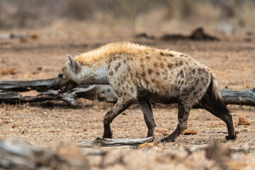 Hyène tachetée, Crocuta crocuta, Afrique du Sud