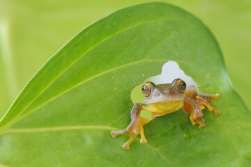 Tree Frog cute face and pose