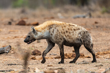 Hy&egrave;ne tachet&eacute;e, Crocuta crocuta, Afrique du Sud