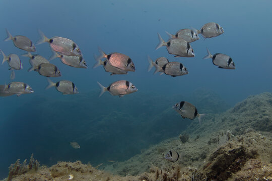 School of Two banded breams (Diplodus vulgaris) in Mediterranean Sea 