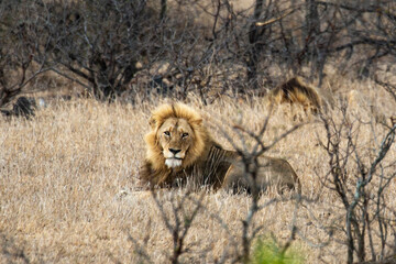 Lion, Panthera leo, Parc national du Kruger, Afrique du Sud