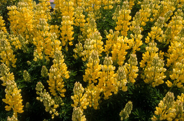 Lupin arborescent, Lupinus arboreus