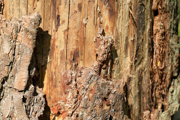 The trunk of an old pine tree is rotting