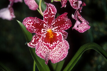 orchidée cambria, Odontoglossum Vuylstekeara Cambria