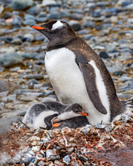 Gentoo Penguin Family Chick Yankee Harbor Antarctica
