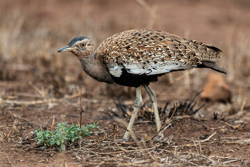Outarde houppette,.Lophotis ruficrista, Red crested Korhaan