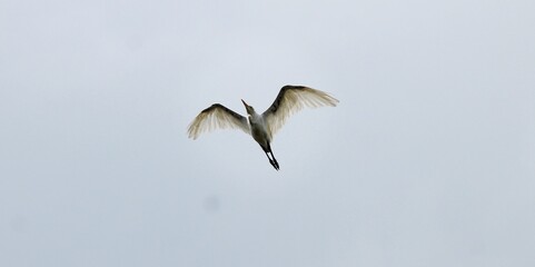 Egret,White Egret,Flying Egret,Indian Egret.