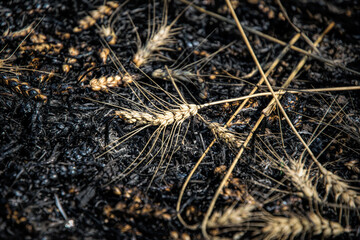 Wheat harvest burned in the fire. Environmental disaster and hunger concept