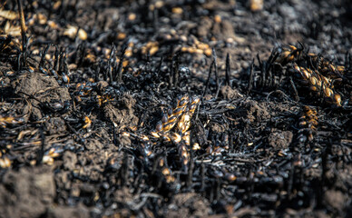 Wheat harvest burned in the fire. Environmental disaster and hunger concept