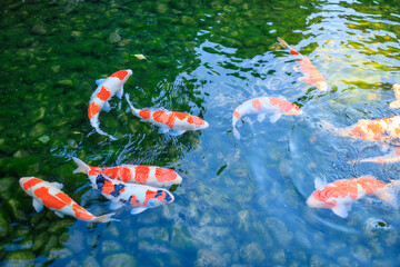 岡山後楽園の池の鯉