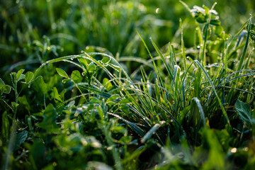 green grass after rain 
