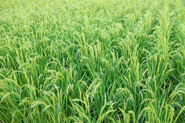 岡山後楽園の井田