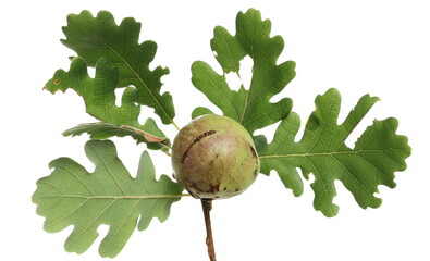 Insect Gall wasps (Cynipidae) on oak leaves isolated on white background
