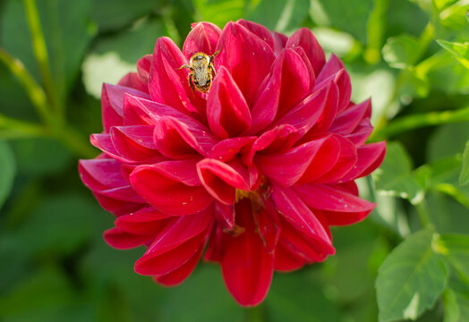 Dahlia red flower with bee