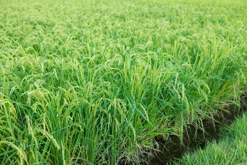 岡山後楽園の井田