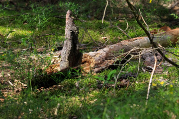 Decaying trunk of a fallen tree is on the ground