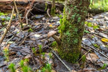 Edible boletus mushrooms are found in large numbers in early autumn in the forests and the Leningrad region.