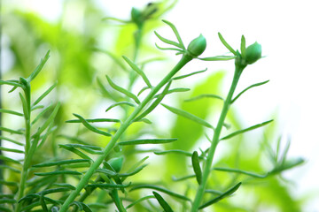 moss rose flower plant